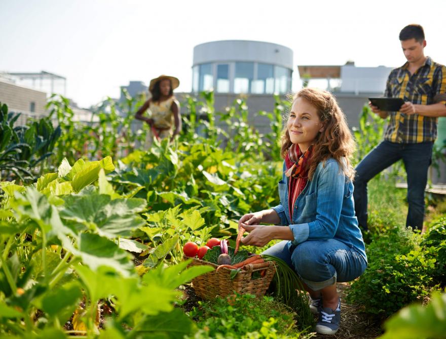 Créer et organiser un potager partagé en copropriété